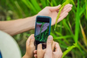 identificar plantas