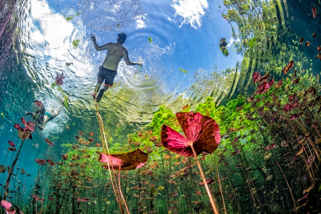 Underwater photography of a diver exploring the crystal-clear waters of Rio da Prata in Bonito, Brazil, surrounded by colorful fish and lush aquatic vegetation.